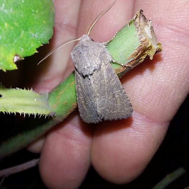 Aporophyla lutulenta - sziki őszibagoly