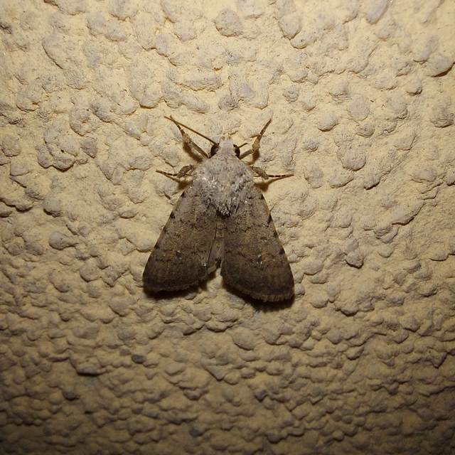 Paradrina clavipalpis - közönséges selymesbagoly