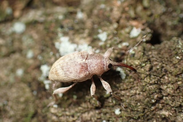Curculio propinquus - halvány zsuzsóka
