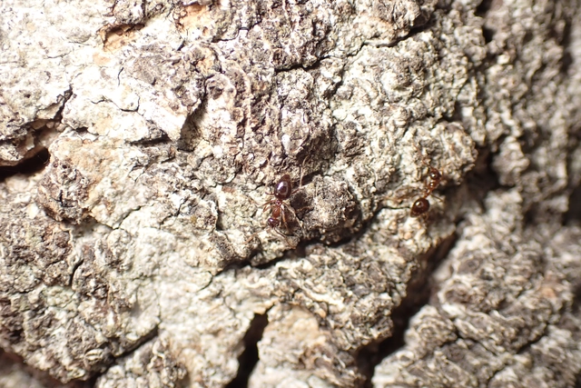 Prenolepis nitens - ragyogóhangya