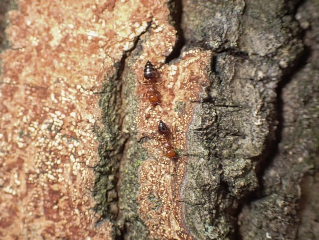 Crematogaster schmidti - vörös szívhangya