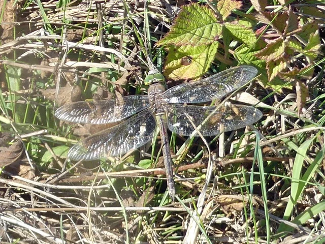 Anax parthenope - barna óriásacsa