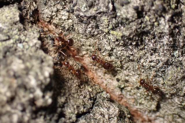 Prenolepis nitens - ragyogóhangya