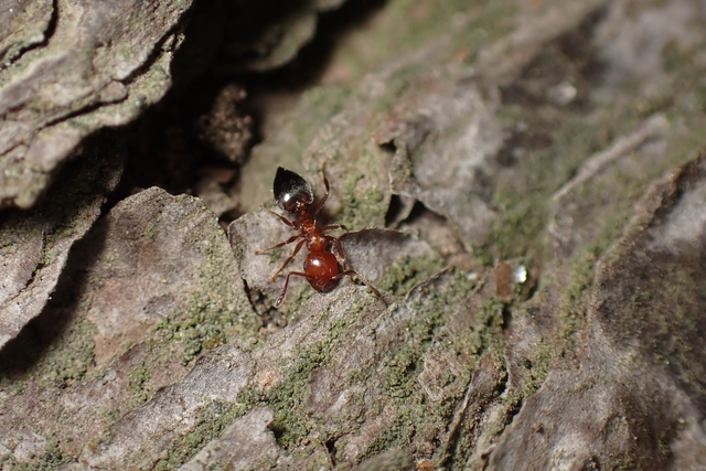 Crematogaster schmidti - vörös szívhangya