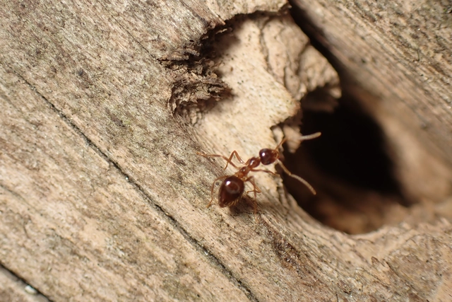 Prenolepis nitens - ragyogóhangya