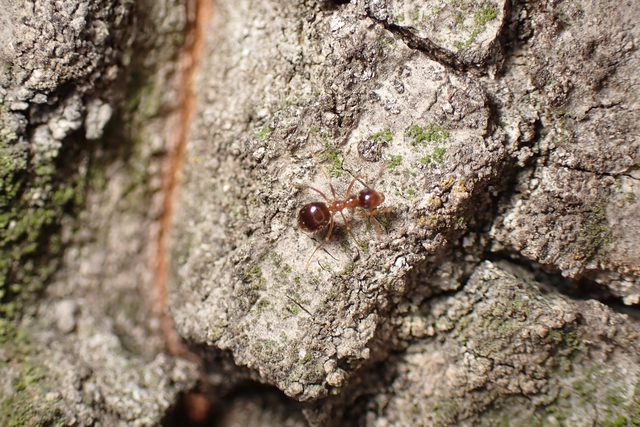 Prenolepis nitens - ragyogóhangya