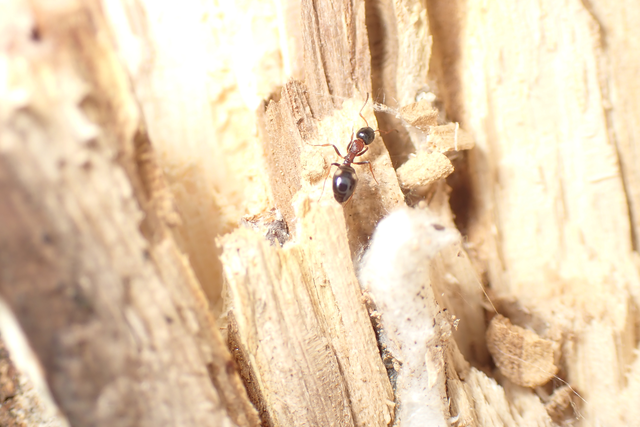 Dolichoderus quadripunctatus - négypettyes erdeihangya
