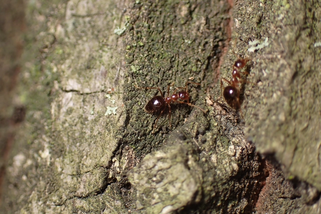 Prenolepis nitens - ragyogóhangya
