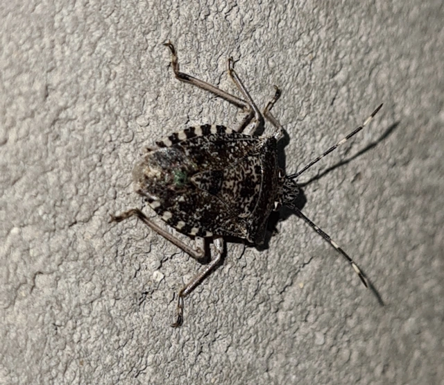 Rhaphigaster nebulosa - bencepoloska