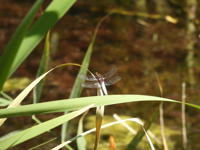 Libellula depressa - széles laposacsa