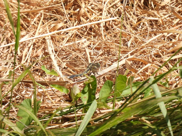 Orthetrum albistylum - fehérfarkú pásztorszitakötő