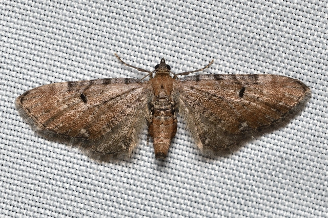 Eupithecia absinthiata - üröm-törpearaszoló