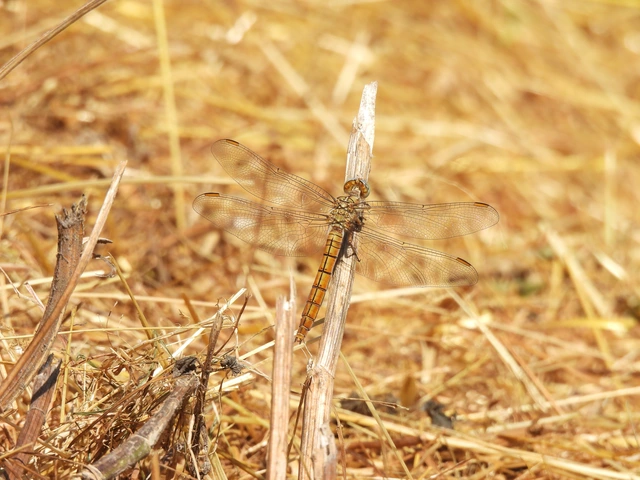 Orthetrum brunneum - pataki pásztorszitakötő