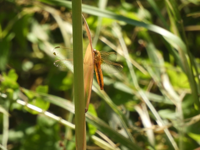 Crocothemis erythraea - skarlát szitakötő