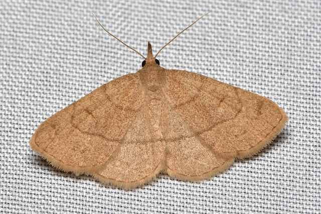 Paracolax tristalis - sárgás karcsúbagoly