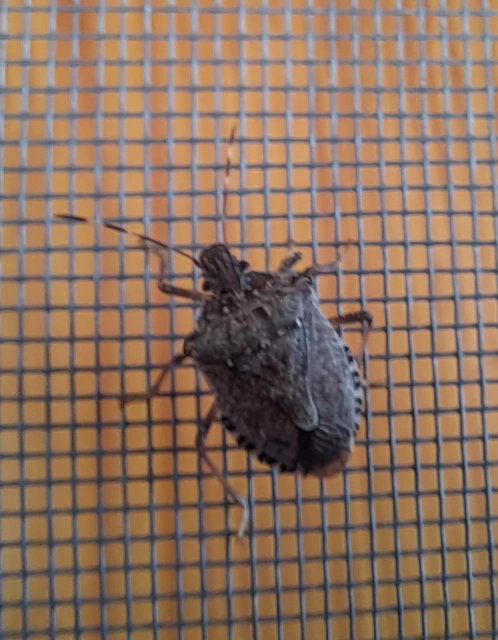 Halyomorpha halys - ázsiai márványospoloska
