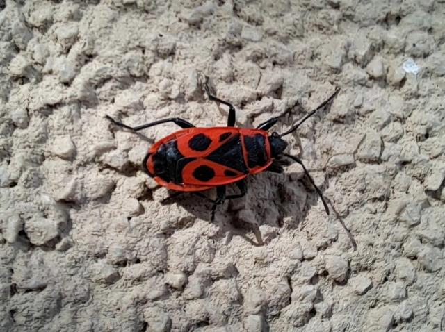 Pyrrhocoris apterus - verőköltő poloska