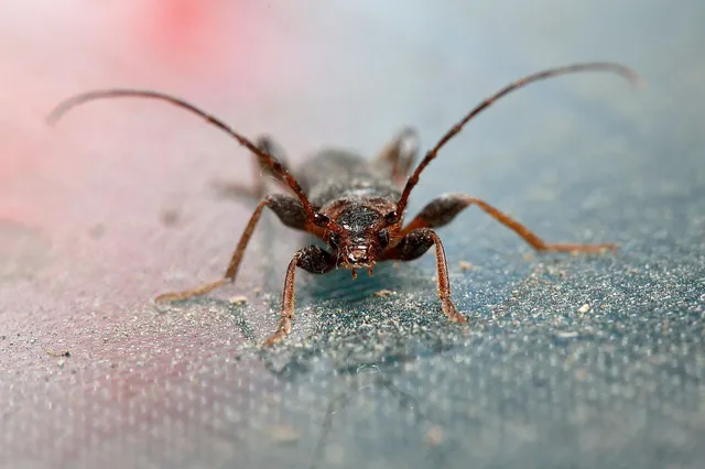 Phymatodes testaceus - változékony korongcincér