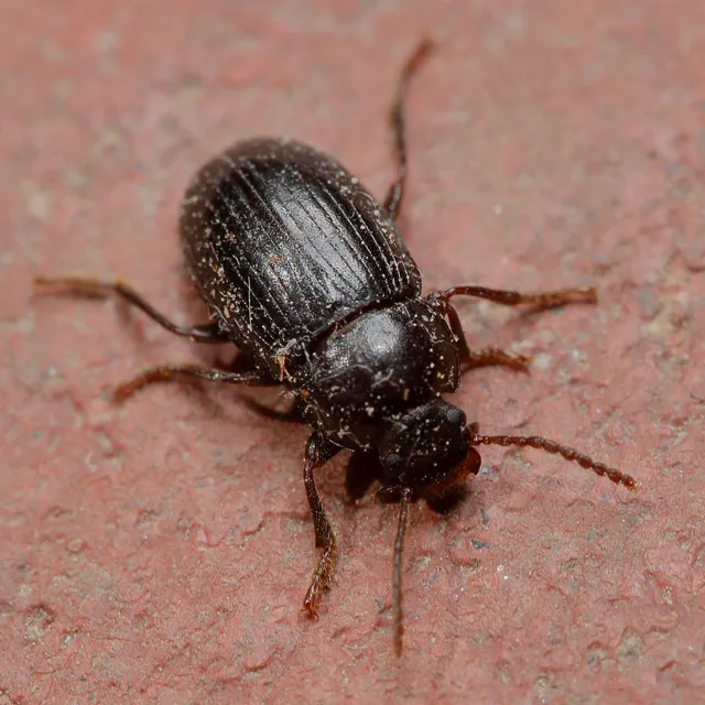 Nalassus dermestoides - rövidszárnyú gyászbogár
