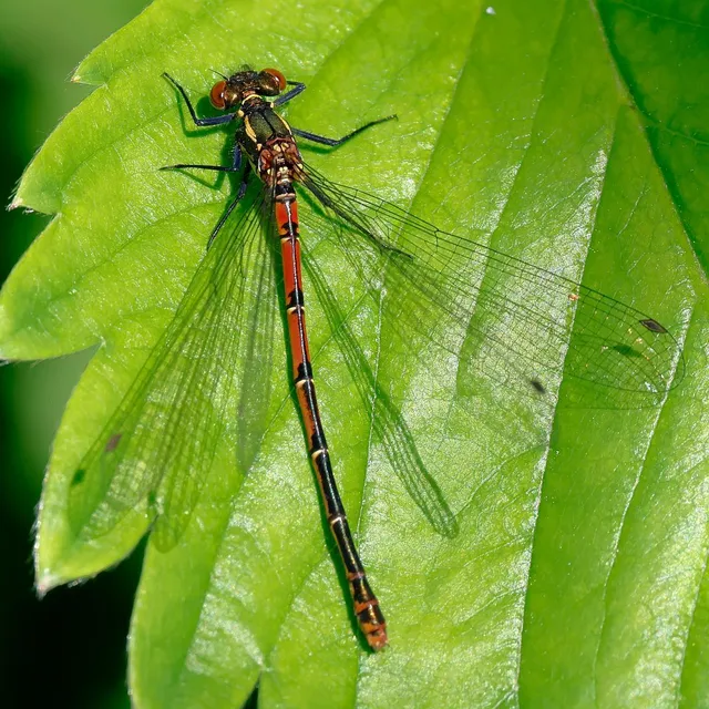 Pyrrhosoma nymphula interposita - vörös légivadász
