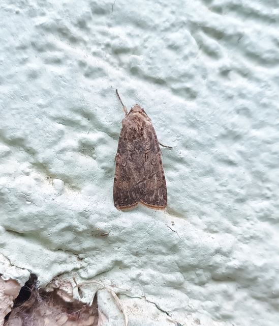 Agrotis segetum - vetési földibagoly