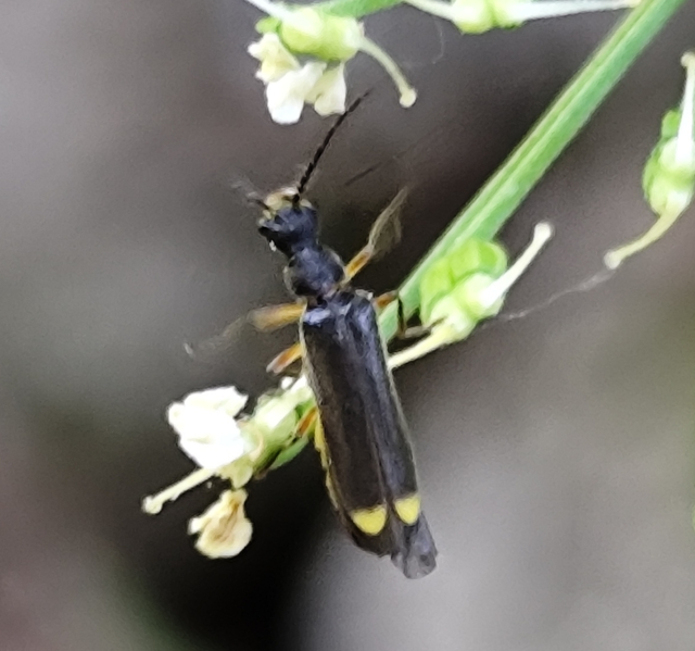 Cantharidae - lágybogárfélék