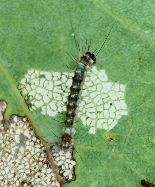 nagyfejű szigonyosbagoly - Acronicta megacephala