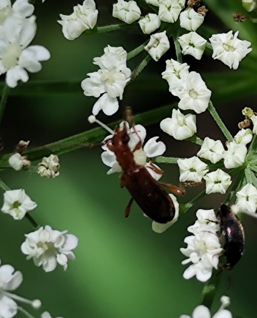 törpe-hengercincér - Obrium brunneum