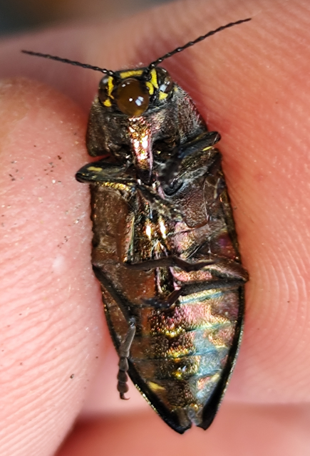 lucfenyő-díszbogár - Buprestis rustica