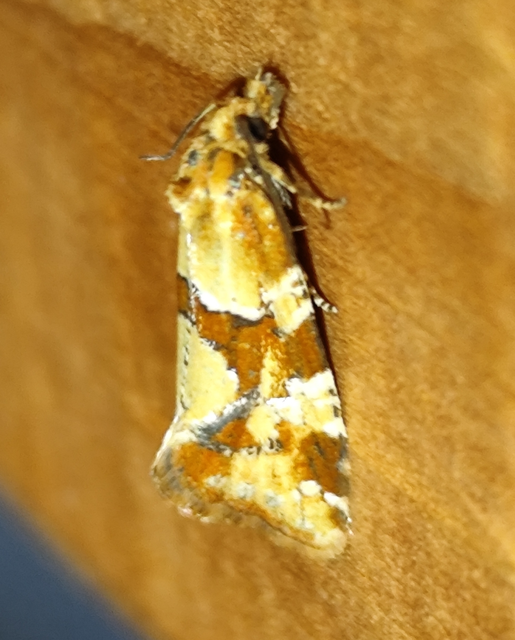 ördögszem-fúrómoly - Aethes hartmanniana