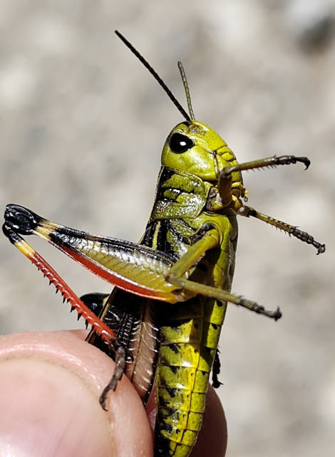szép hegyisáska - Arcyptera fusca