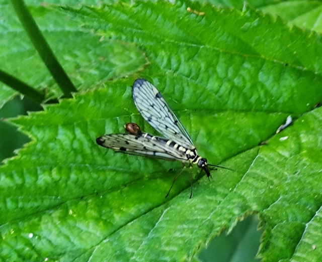 német skorpiólégy - Panorpa germanica