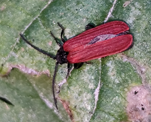 Lycidae - hajnalbogárfélék