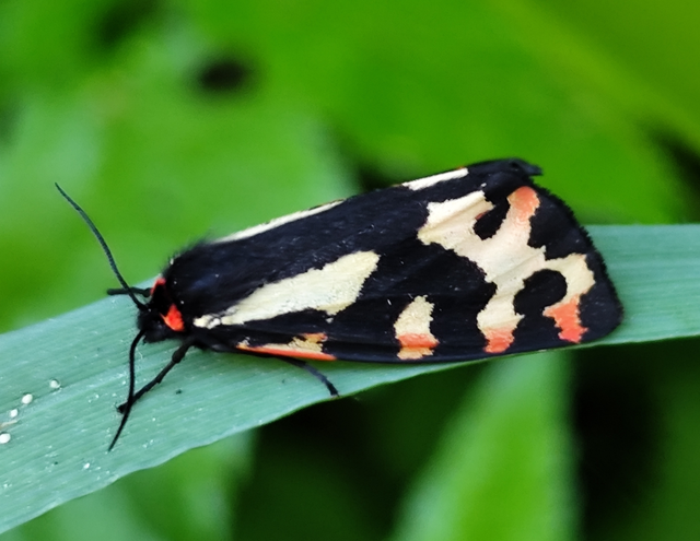 útifű-medvelepke - Parasemia plantaginis