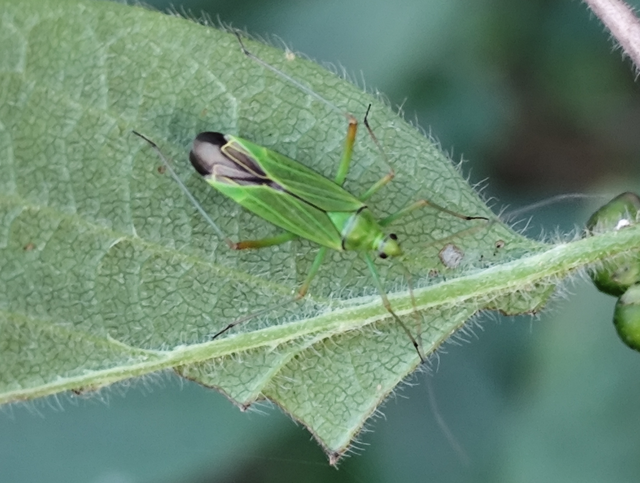 Odontoplatys bidentulus