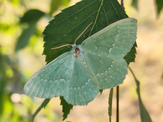 nagy zöldaraszoló - Geometra papilionaria