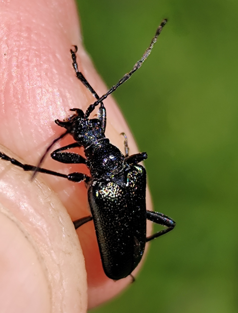 kis fémescincér - Carilia virginea