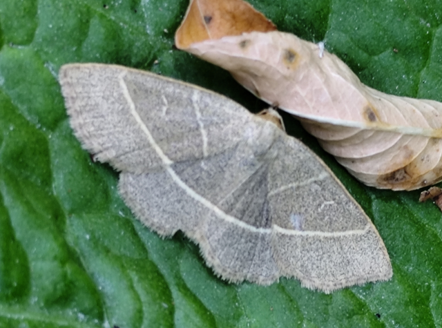 sárgacsíkos karcsúbagoly - Trisateles emortualis