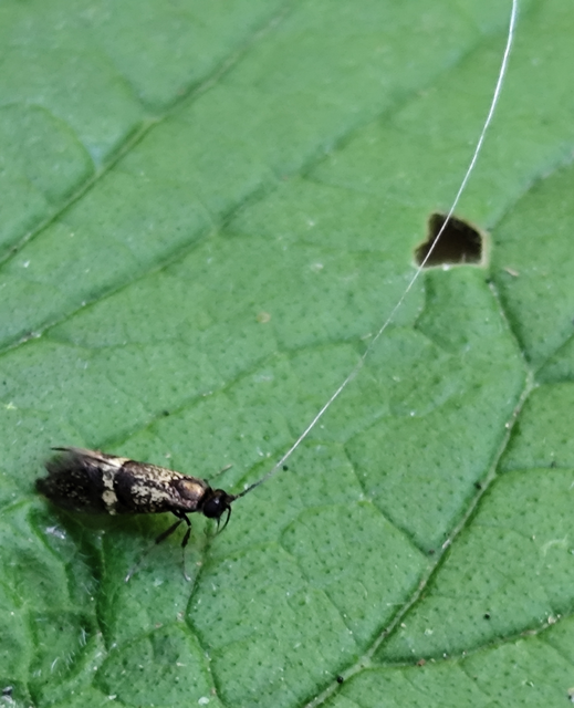 lucfenyő-tőrösmoly - Nemophora associatella