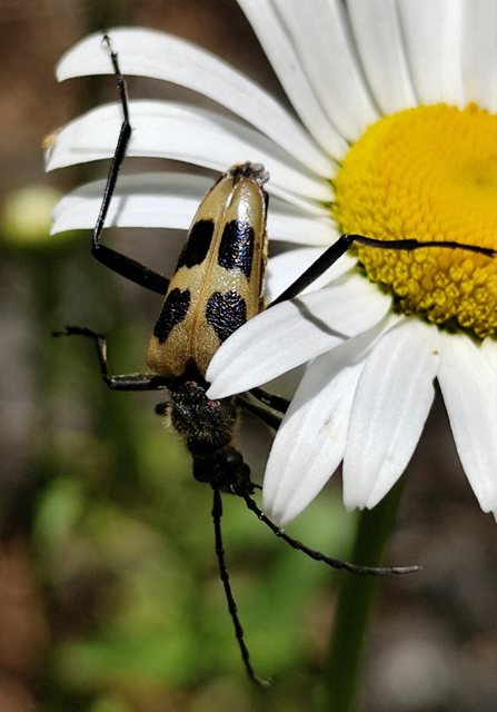 Pachyta quadrimaculata - bajnócacincér