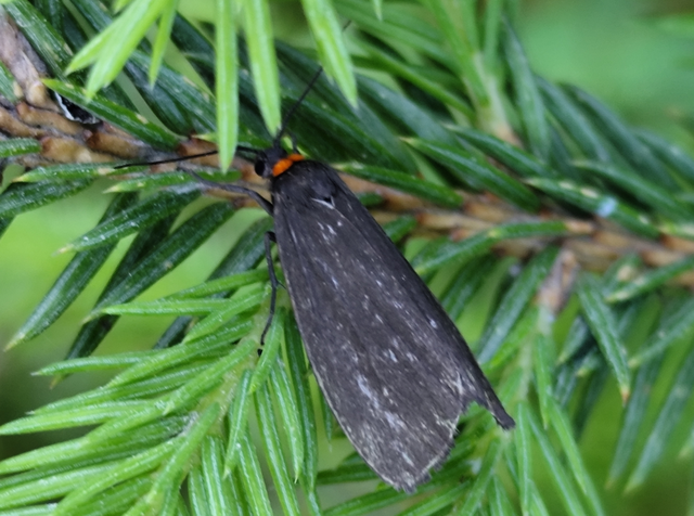 vörösnyakú zuzmószövő - Atolmis rubricollis