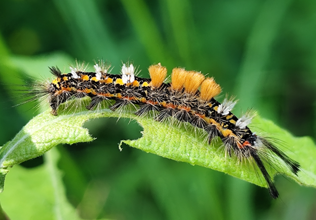 tarka kisszövő - Orgyia recens