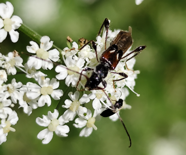 kis légycincér - Molorchus minor