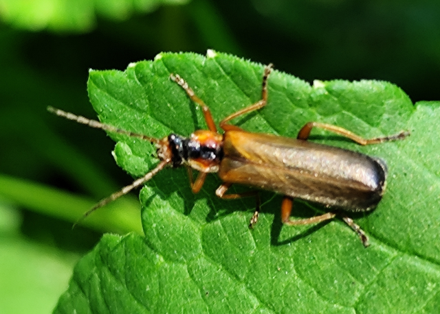 Podabrus alpinus
