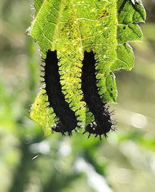 pókhálós lepke - Araschnia levana