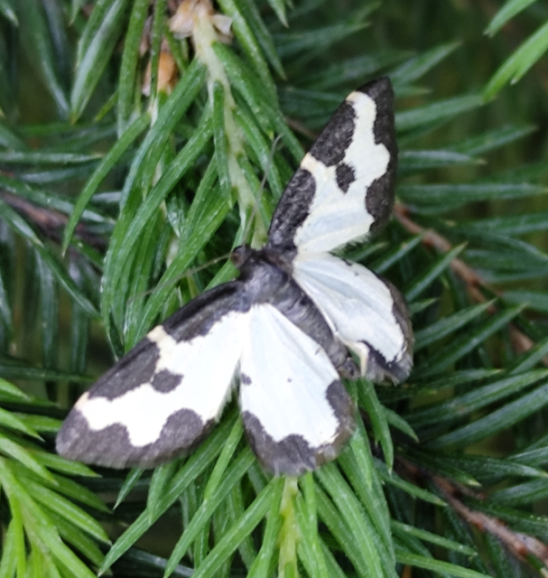 Lomaspilis marginata - szegélyes nyárfaaraszoló
