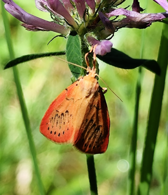 piros medvelepke - Miltochrista miniata