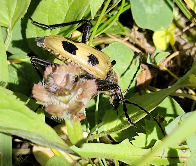 bajnócacincér - Pachyta quadrimaculata