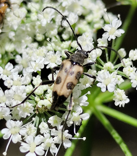 Pachytodes cerambyciformis - változékony virágcincér