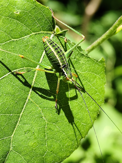 északi málnaszöcske - Barbitistes constrictus